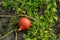 Hokkaido pumpkin, red kuri squash, Japanese squash, growing in full sun in garden