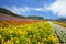 Hokkaido sea fields, Japan, beautiful flowers in the summer each