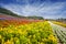Hokkaido sea fields, Japan, beautiful flowers in the summer each