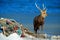 Hokkaido sika deer, Cervus nippon yesoensis, in the coast with dark blue sea, rope waste, animal with antler in the nature and urb