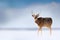 Hokkaido sika deer, Cervus nippon yesoensis, in the snow meadow, winter mountains and forest in the background, animal with antler