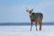 Hokkaido sika deer, Cervus nippon yesoensis, in snow meadow, winter mountains and forest in the background. Animal with antler in