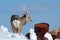 Hokkaido sika deer with rubbish steel metal barrel. Animal with antler in urban dump site, winter scene, Hokkaido, wildlife nature