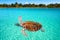 Holbox Island turtle photomount in Mexico