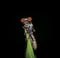 Holcocephala fusca.Species of Robber Fly