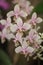 Holcoglossum orchid