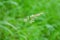 Holcus lanatus green meadow wild common pasture grass weed macro