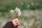 Hold white fluffy dandelions in hand. Dandelion seeds fly in the wind