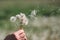 Hold white fluffy dandelions in hand. Dandelion seeds fly in the wind