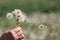 Hold white fluffy dandelions in hand. Dandelion seeds fly in the wind