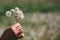 Hold white fluffy dandelions in hand. Dandelion seeds fly in the wind