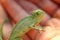 Holding a baby chameleon