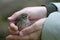 Holding a baby sparrow