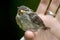 Holding a baby sparrow on your finger 