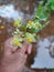 Holding beautiful bunches of flowers human hand clousup photo