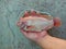 Holding beloved red tilapia fish in hand