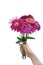 Holding a bouquet of pink zinnias on pure white