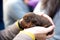 Holding brown puppy dog