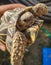 Holding Closeup of Tortoises are reptile species of the family Testudinidae of the order Testudines