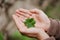 Holding a clover leave on the in female hand palms. Concept of luck