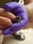 Holding a common Pipistrelle Bat