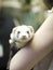 Holding a Ferret