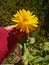 Holding a flower that catches your attention