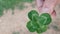 Holding a four-leaf clover symbolizing love