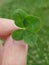 Holding a four leaves of clover