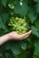 Holding fresh green grapes