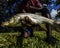 Holding A Freshwater Snook