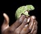 Holding a green Chameleon