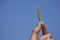 Holding green plant in hand against blue sky background, sustainability ecology concept