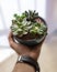 Holding in hand Terrarium plant with succulent