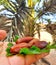 Holding healthy fruits on desert