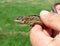 Holding lizard