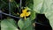 Holding a male cantaloupe flower next to a female one in order to hand pollinate. A bee flies into the frame and pollinates the fl