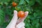 Holding an Organic Cherry Tomato