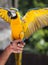 Holding a parrot in the hand