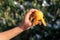 Holding the peeled loquat in your hand, under the green background