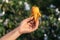 Holding the peeled loquat in your hand, under the green background