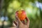 Holding a red apple with a hand  on a blurry green background