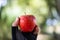 Holding a red apple with a hand with glove