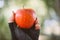 Holding a red apple with a hand with glove on a green blurry background