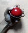 Holding red leather heavy duty cricket ball