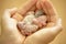 Holding Small Tender Budgerigar Babies