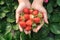 Holding a strawberry