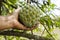 Holding Sweetsop Annoma Squamosa