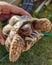 Holding Tortoises are reptile species of the family Testudinidae of the order Testudines