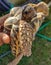 Holding Tortoises are reptile species of the family Testudinidae of the order Testudines